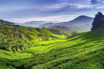 One-Day Excursion to Cameron Highlands from Kuala Lumpur