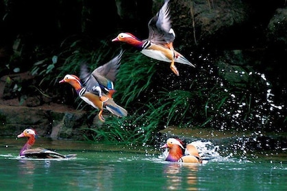 Visite de Zhangjiajie de 4 jours vers toutes les attractions principales av...