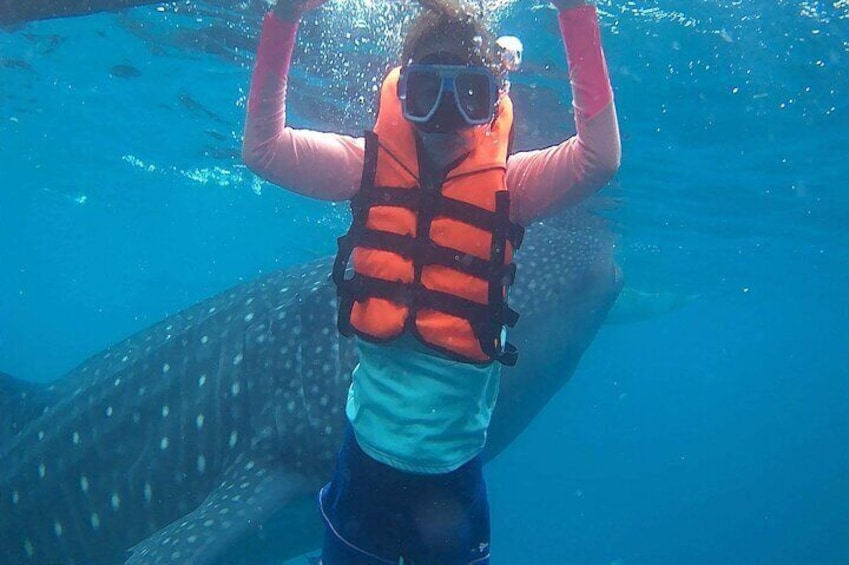 Budgeted Bohol Whale Shark