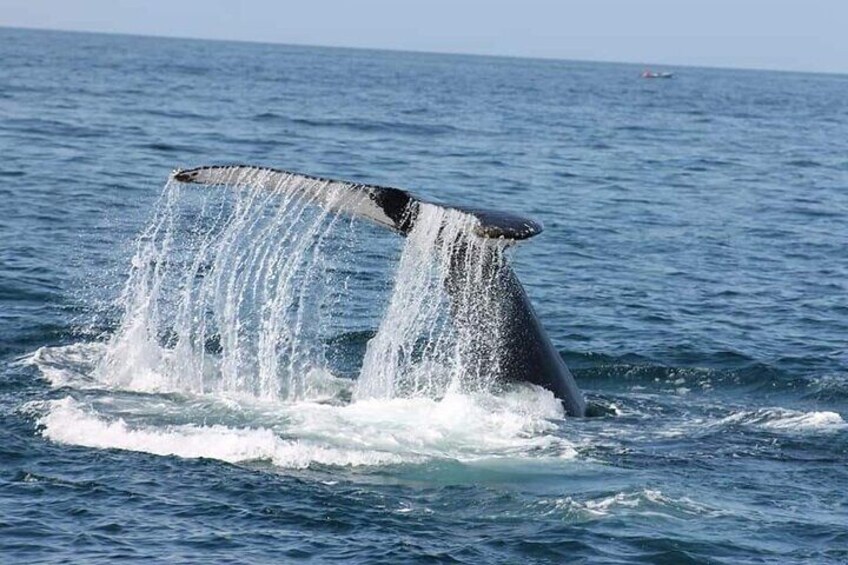 whale tours samana