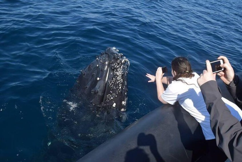 Whale Watching Day Trip From Punta Cana - Pick Up in Your Hotel.