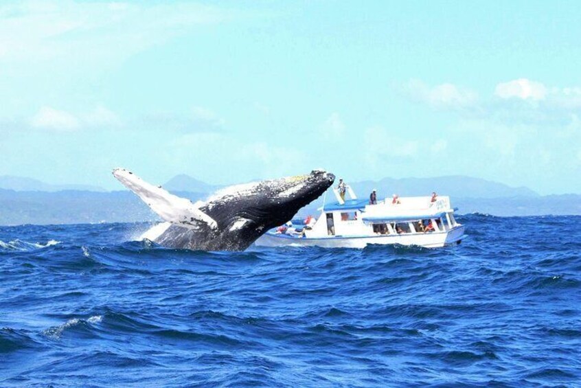 Whale Watching Day Trip From Punta Cana - Pick Up in Your Hotel.