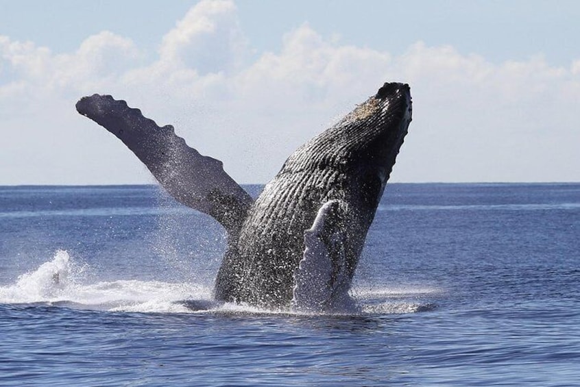 Whale Watching Day Trip From Punta Cana - Pick Up in Your Hotel.