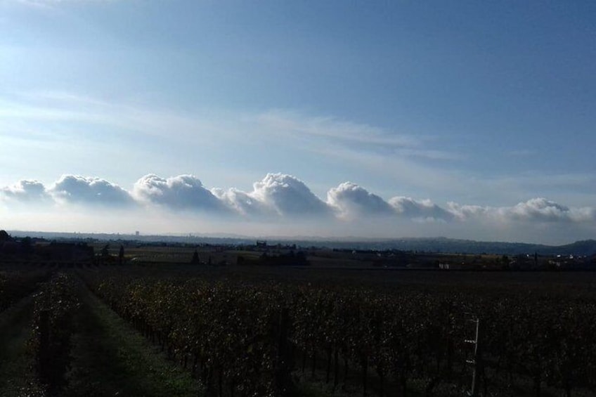 the vineyards of Valpolicella