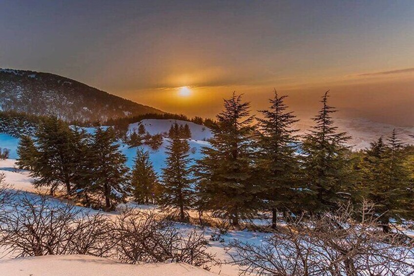 Cedars of Chouf