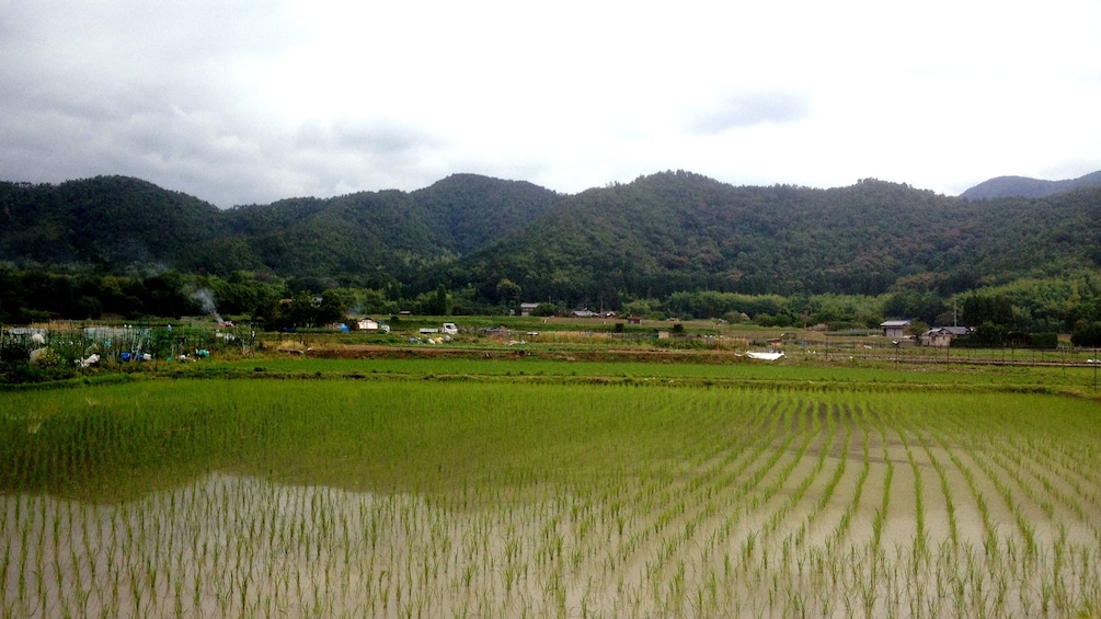 Show item 5 of 7. A view of rice fields and mountains in Kyoto