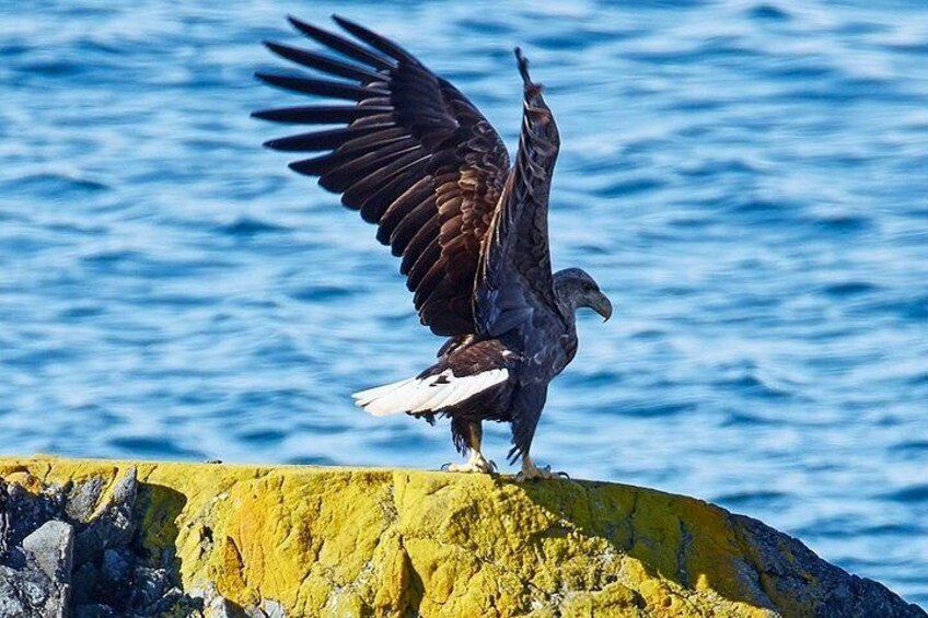 Sea-Eagle