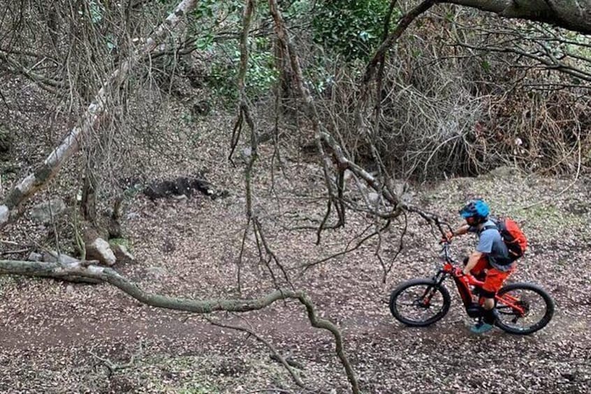 Private E- Mountain Bike Trip from Santiago in the Andes