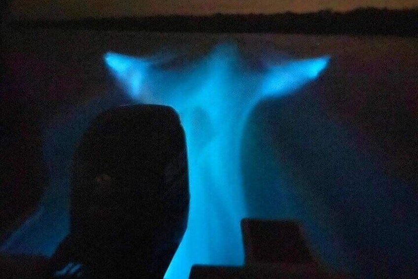 Blue Tears Boat Ride