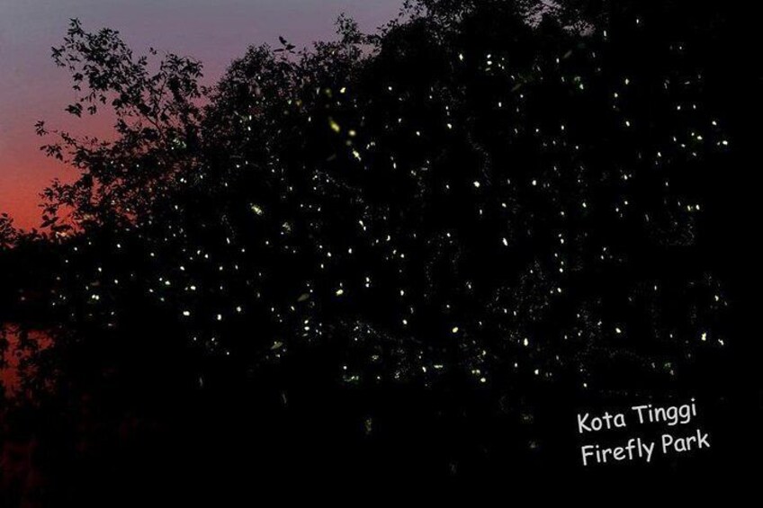 Kota Tinggi Fireflies