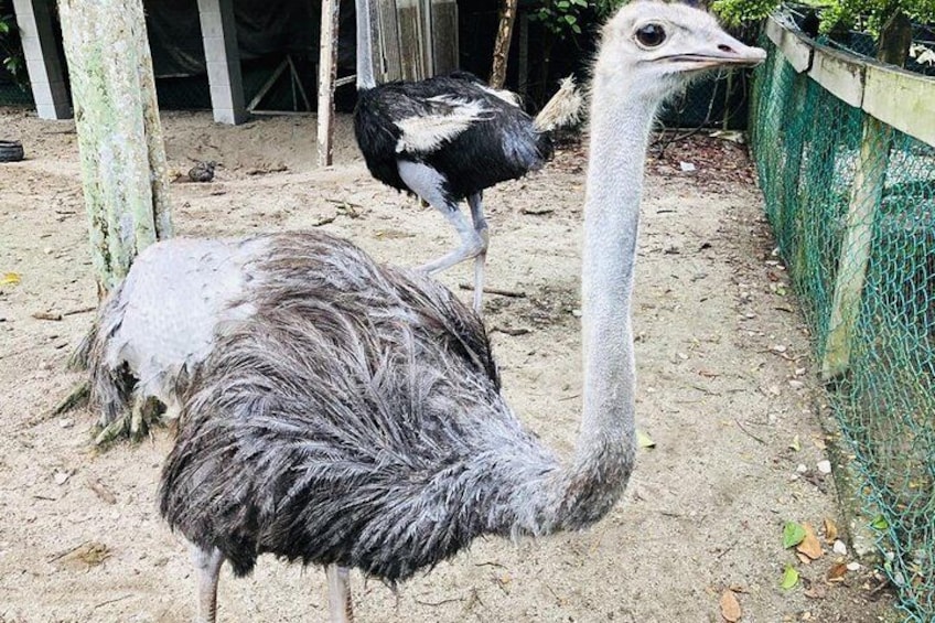 Ostrich Farm