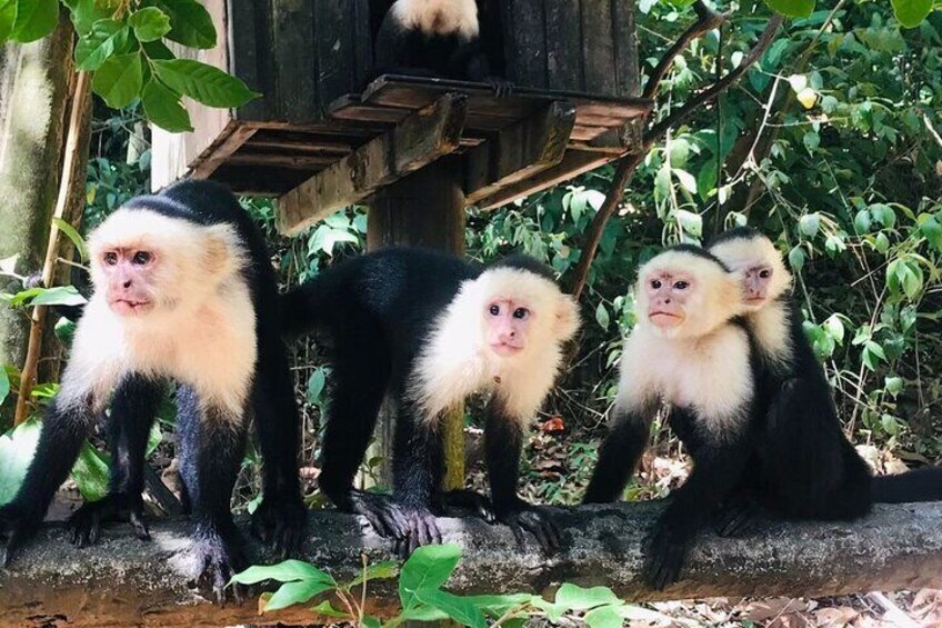 West Bay Beach Break / Monkey and Sloth Sanctuary 