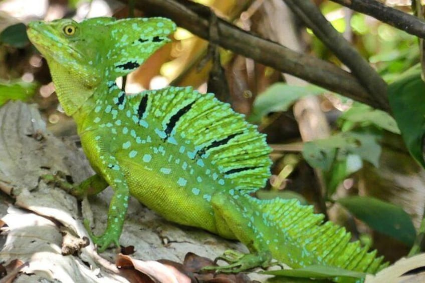 Cahuita National Park Hiking