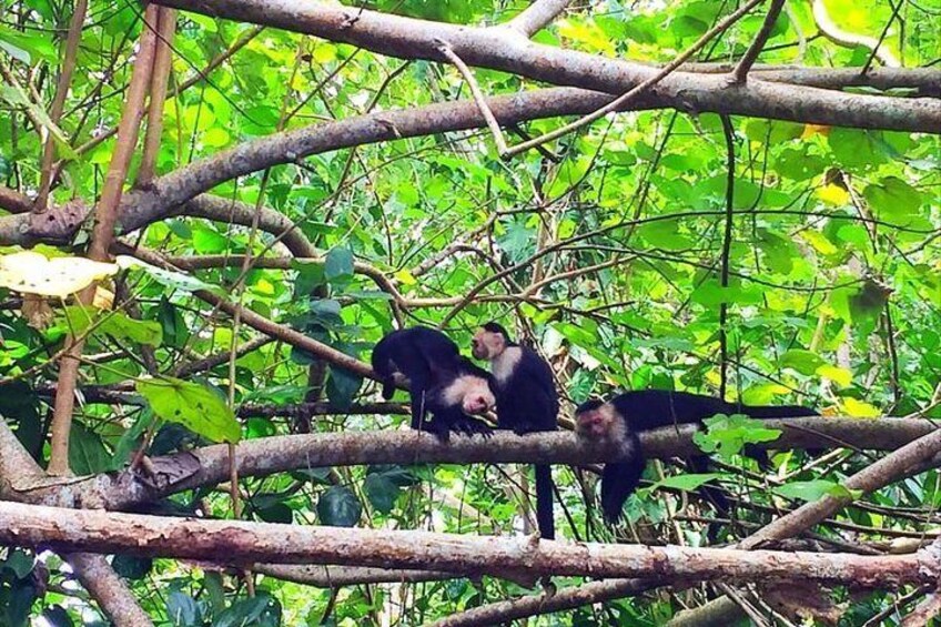 Cahuita National Park Hiking