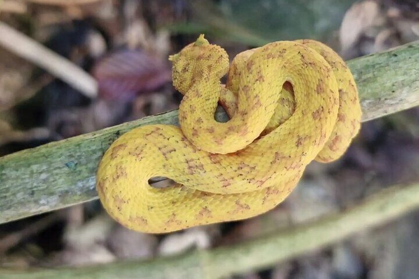 Cahuita National Park Hiking