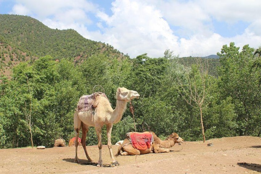 Atlas Mountains Day Tour from Marrakech Explore The Berber Village & Waterfalls