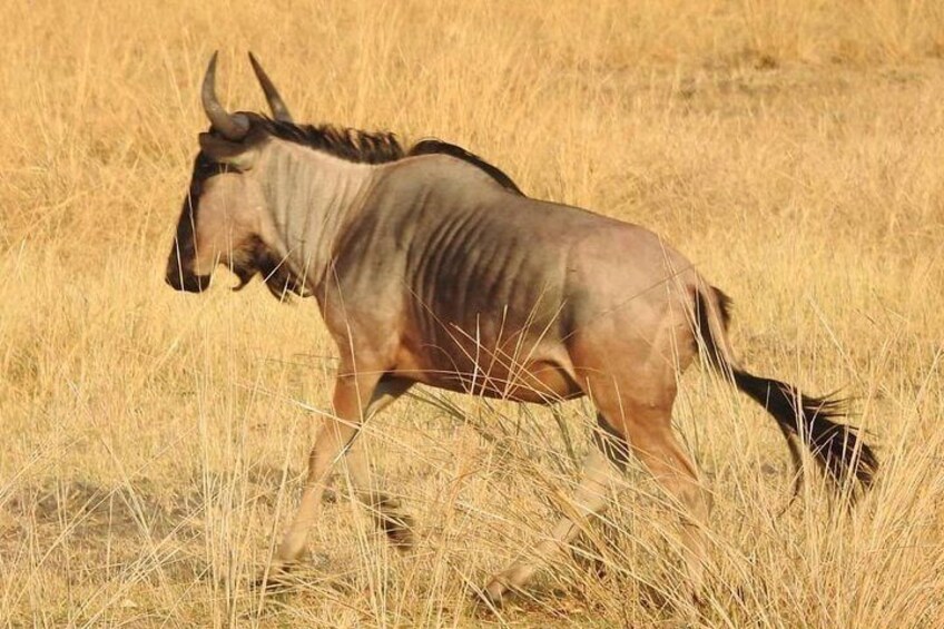 Game Drive and Rhino Viewing Safari