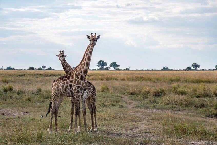 Game Drive and Rhino Viewing Safari