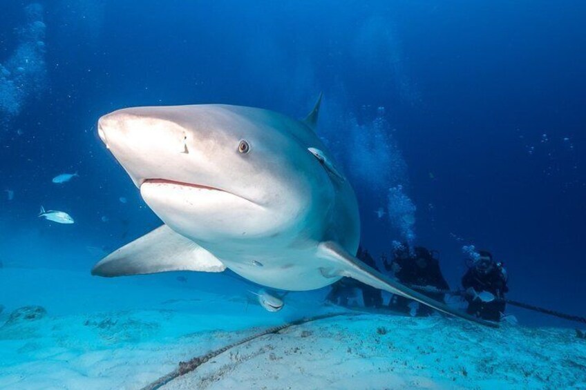 Bull Shark Dive in Playa del Carmen - 2-tanks - Seasonal (Nov-March)