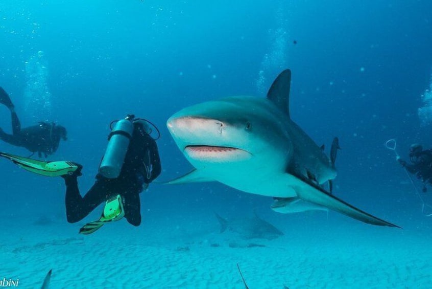 Bull Shark Dive in Playa del Carmen - 2-tanks - Seasonal (Nov-March)