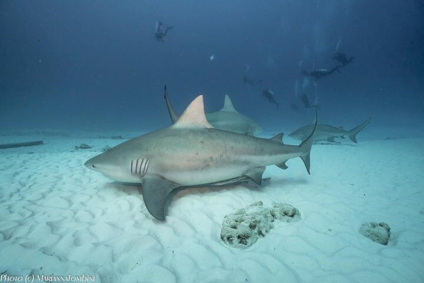 Bull Shark Dive in Playa del Carmen - 2-tanks - Seasonal (Nov-March)