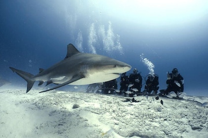 Bull Shark Dive in Playa del Carmen - 2-tanks / Only For Certified Divers