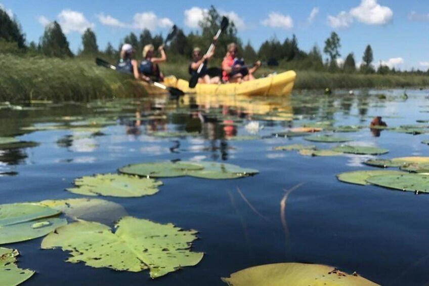 Door County Wetlands Kayak Tour