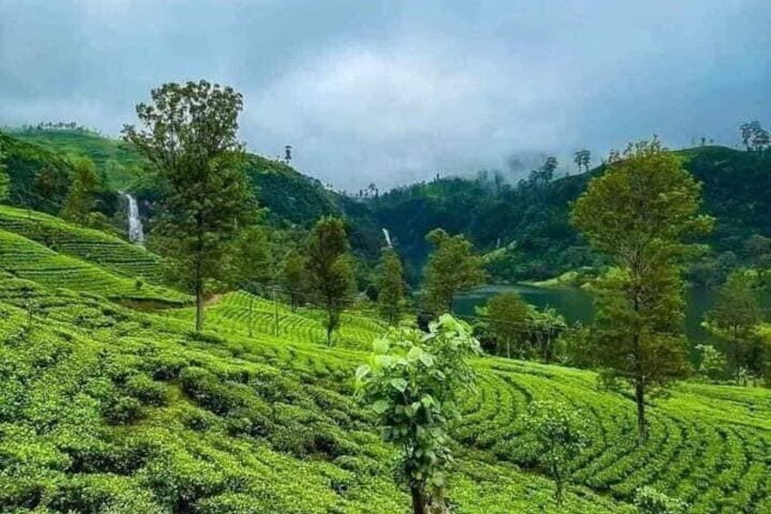 Nuwara Eliya Ceylon tea