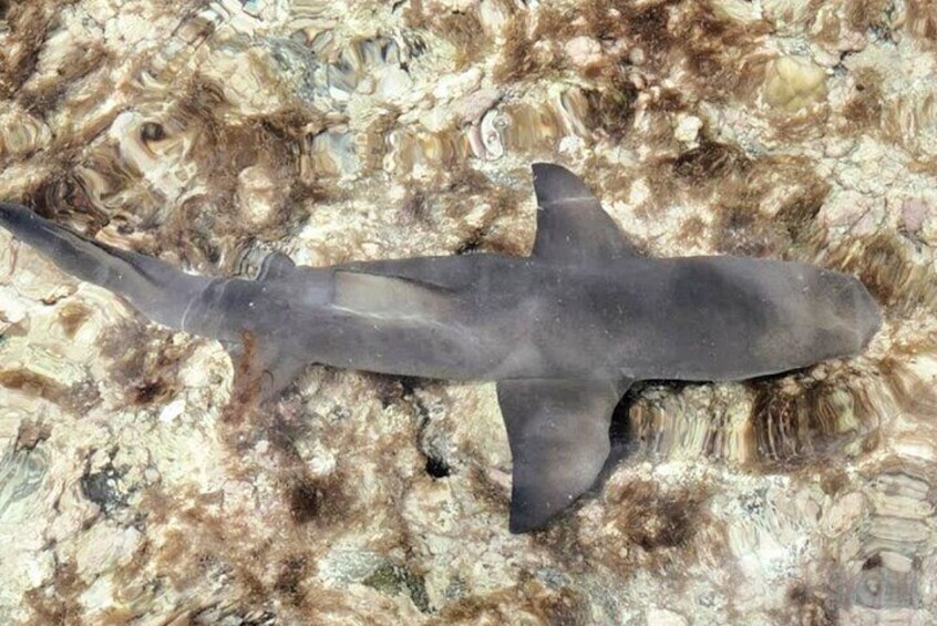 Sal Island: Full-day Private Experience with Local Guide