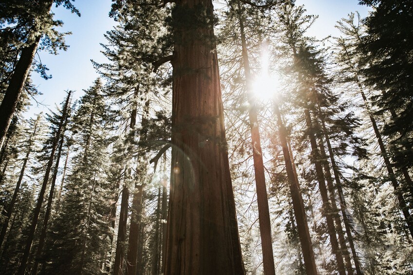 San Francisco: One day Yosemite and Giant Sequoia Tour