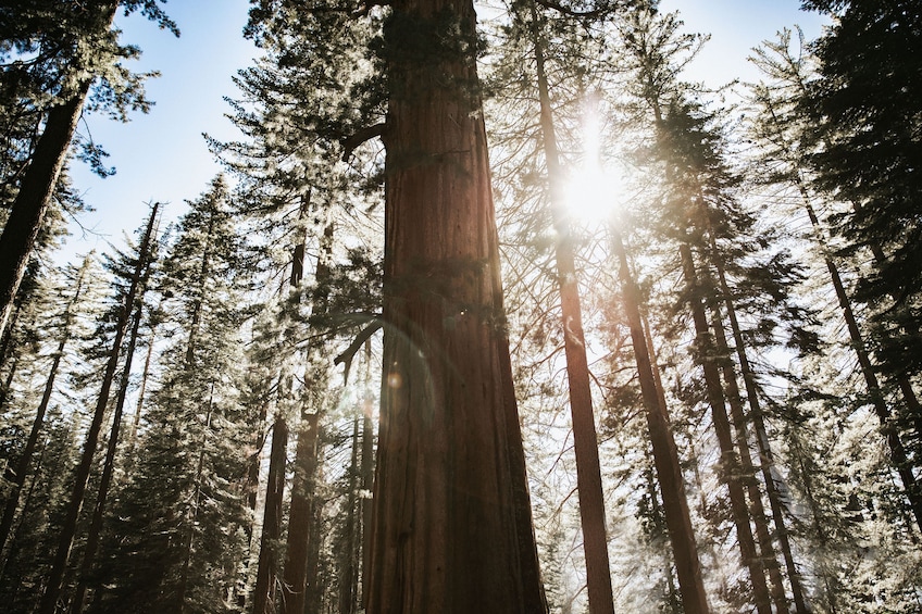 San Francisco: One day Yosemite and Giant Sequoia Tour
