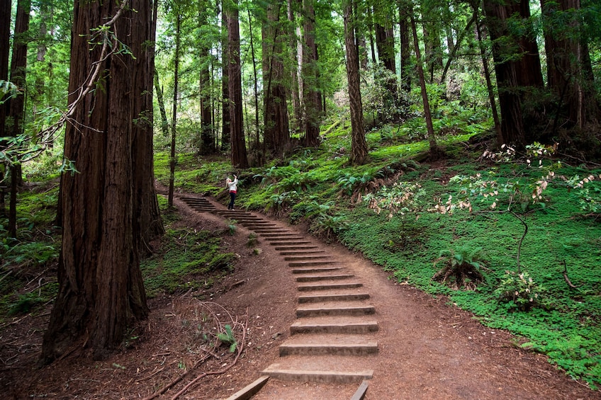 San Francisco: Muir Woods Redwood Forest Tour with optional ferry