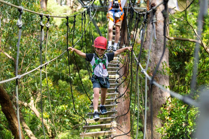 Illawarra Fly Treetop Adventures-Zipline Tour & Treetop Walk