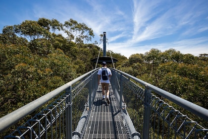 Illawarra Fly Treetop Adventures-Zipline Tour & Treetop Walk