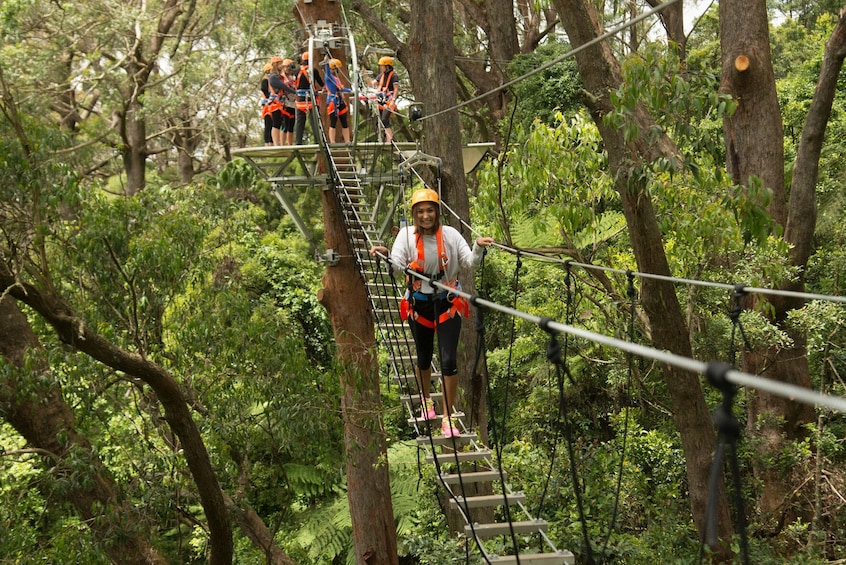 Activity Illawarra Zip Line Adventure Tour