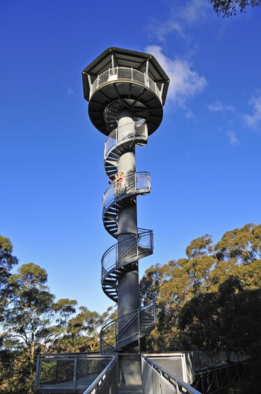 Activity Illawarra Zip Line Adventure Tour