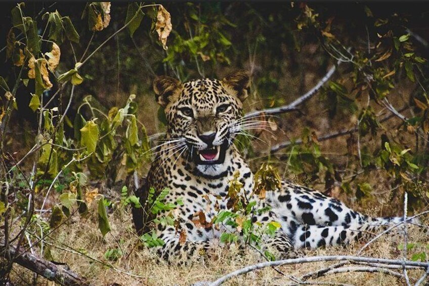 Lunugamvehera National Park Safari