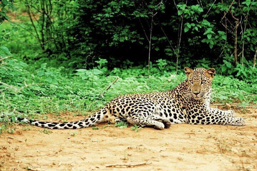 Lunugamvehera National Park Safari