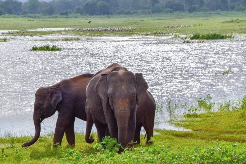 Lunugamvehera National Park Safari
