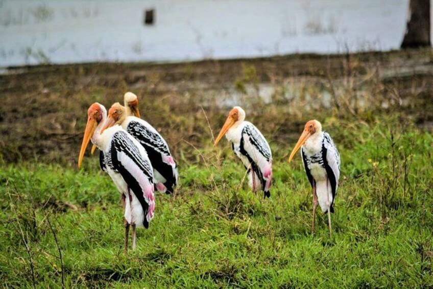 Lunugamvehera National Park Safari