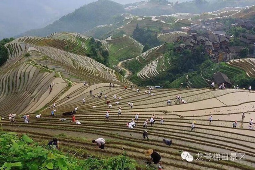 Private day tour: Longji rice terraces & Minority Villages Tour