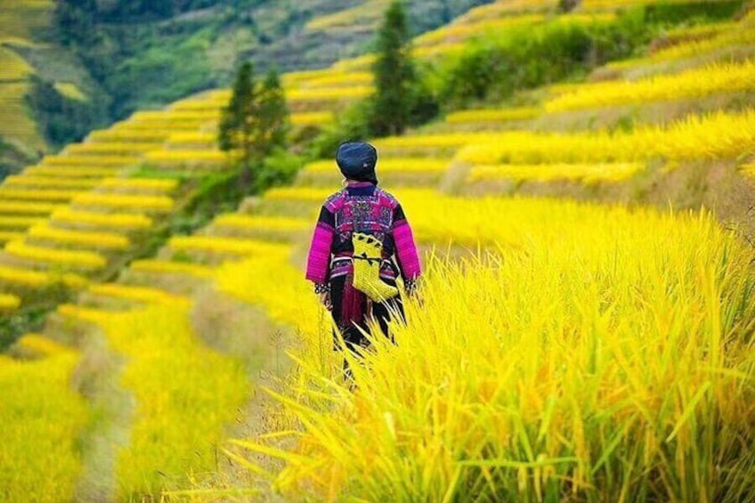 Private day tour: Longji rice terraces & Minority Villages Tour