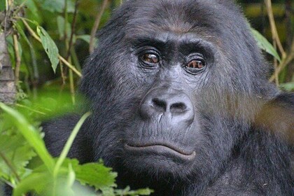 10 Days Uganda Adventure & Gorilla Safari