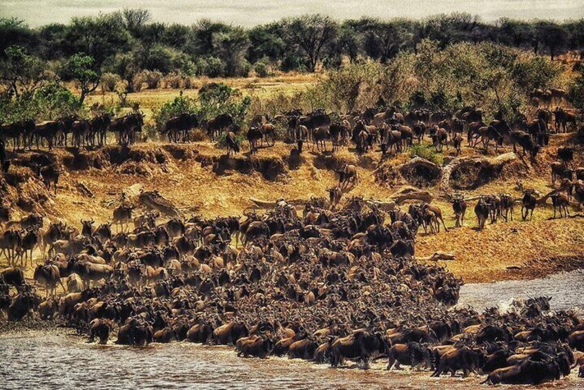 Masai Mara Migration 