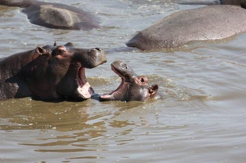 Hippos at Serengeti Hippo Pool 
