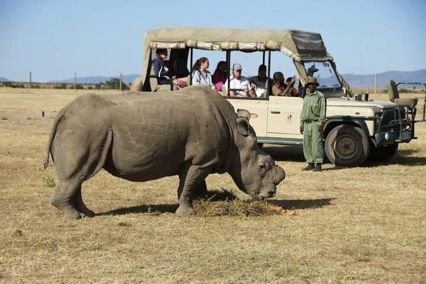 3 Days Olpejeta Wildlife Conservancy Safari
