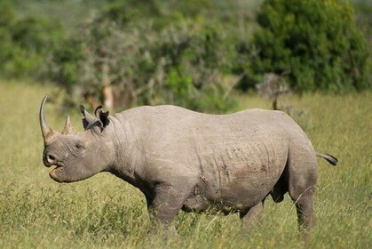 Safari di conservazione della fauna selvatica di Olpejeta di 3 giorni