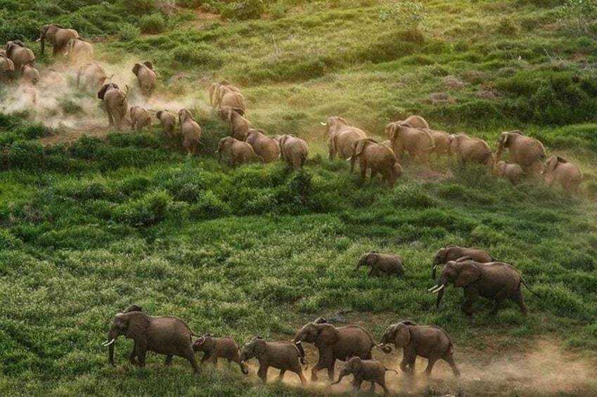 Nairobi National Park,Elephant Orphanage, Giraffe Center and Karen Blixen Museum
