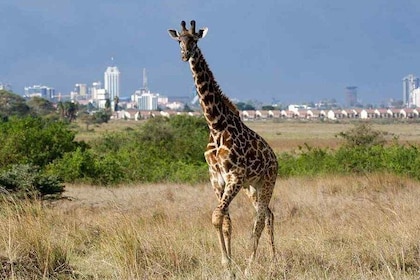 Nairobi National Park,Elephant Orphanage, Giraffe Centre and Karen Blixen M...