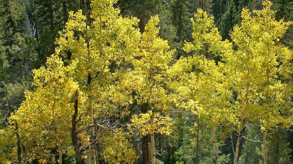 Aspen trees in Denver